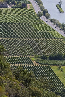 Aerial View Of Vineyard Drucke: Viticulture along the Mosel in Germany