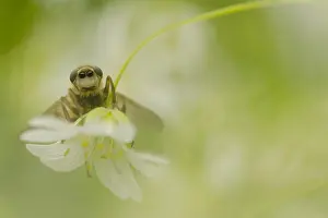 Mai Drucke: Fliege, fliege