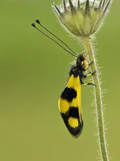 Gerahmter Druck : Schmetterlingsartig, Eulenfliege, Ascalaphus macaronius Gerahmter Druck : Schmetterlingsartig, Eulenfliege, Ascalaphus macaronius