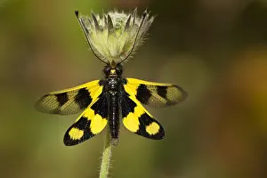 Flüchterschwirr, Wolfswanderer, Ascalaphus macaronius