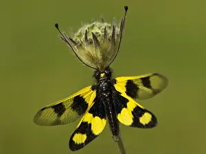 Gerahmter Druck : Schmetterlingsartig, Eulenfalter, Ascalaphus macaronius Gerahmter Druck : Schmetterlingsartig, Eulenfalter, Ascalaphus macaronius