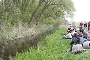 Green Heron Drucke: Vogelaar, Birdwatcher