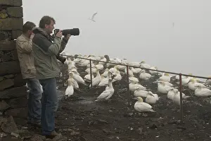 Seabird Colony Drucke: Vogelaar, Birdwatcher