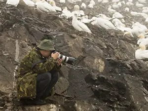 Seabird Colony Drucke: Vogelaar, Birdwatcher