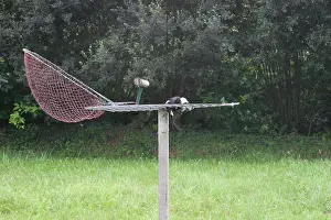 Bilder Datiert 3. August 2006: Vogelval, Vogelfalle