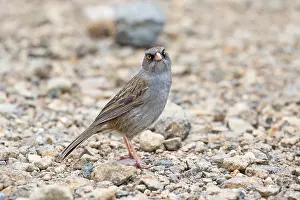 Central America Wildlife Photography Drucke: Volcano junco, Junco vulcani