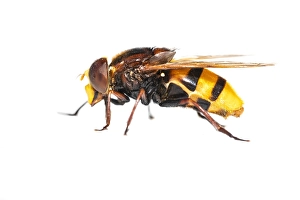European Hoverfly Drucke: Volucella zonaria