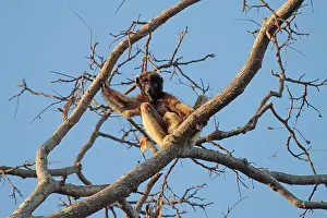 Wild Animal Photography Outdoor Drucke: Von der Decken's sifaka, Propithecus deckenii