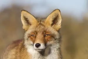 Vulpes vulpes