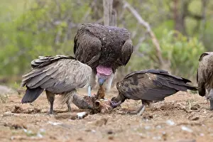 White Backed Vulture Drucke: Vultures feeding on a carcass