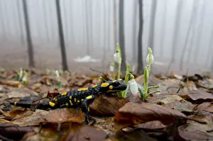 Salamandra Salamandra Drucke: Vuursalamander, Fire salamander, Salamandra salamandra
