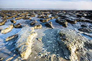UNESCO World Heritage Site Wadden Sea Drucke: Waddensea