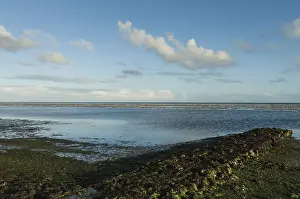 Wadden Sea Wildlife Drucke: Waddenzee, Wadden Sea