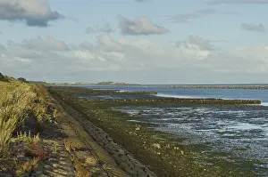 Wadden Sea Wildlife Drucke: Waddenzee, Wadden Sea