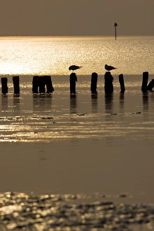 Waddenzee, Waddensea