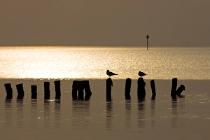 Waddenzee, Waddensea Wattenmeer