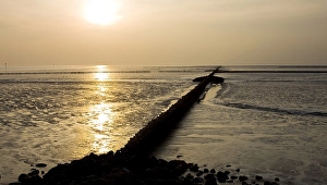 Waddenzee, Waddensea