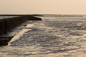 Waddenzee, Waddensea
