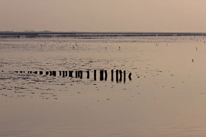Waddenzee, Waddensea