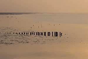 Waddenzee, Waddensea