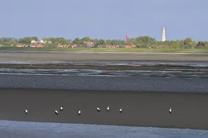 Waddenzee, Waddensea