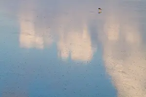 Agami im Waddenzee