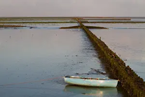 Agami-Bird am Waddenzee