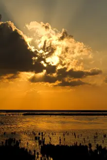 Agami im Waddenzee