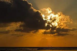 Agami im Waddenzee