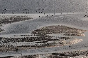 Netherlands Landscape Drucke: Waddenzee, Waddensea