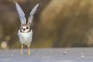 Bilder Datiert 28. August 2021: Wanderer, Gruppe, Migration, Vogelschar