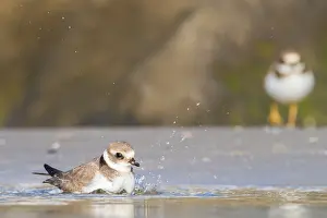 Bilder Datiert 28. August 2021: Wanderer, Gruppe, Migration, Vogelschar