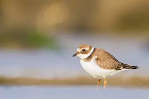 Bilder Datiert 28. August 2021: Wanderer, Gruppe, Migration, Vogelschar