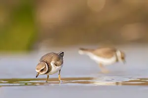 Bilder Datiert 28. August 2021: Wanderer, Gruppe, Migration, Vogelschar