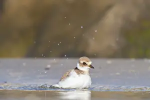 Bilder Datiert 28. August 2021: Wanderer, Gruppe, Migration, Vogelschar