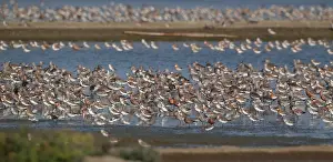 Wading Birds In Asia Drucke: Waders