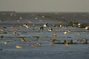 Bird Watching Europe Drucke: Waders, Steltlopers