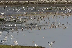 Bar Tailed Godwit Drucke: Waders, steltlopers