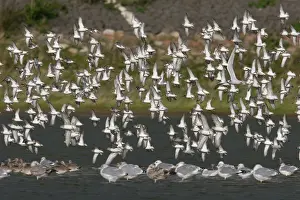European Waders Drucke: Waders, Steltlopers