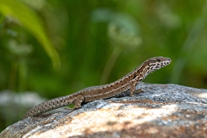 European Lizards Drucke: Wall Lizard, Podarcis muralis