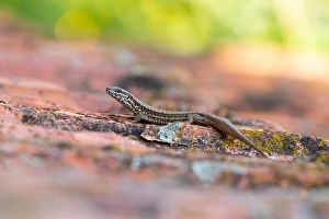 European Wall Lizard Habitat Drucke: Wall Lizard, Podarcis muralis