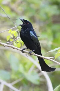 Bilder Datiert 31. Juli 2015: Wallace-Drongo, Wallace-Drongo, Dicrurus densus