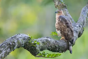 Animal Conservation Efforts Drucke: Wallace's Hawk-Eagle, Nisaetus nanus