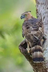 Asian Wildlife Animals Drucke: Wallace's Hawk-Eagle, Nisaetus nanus