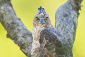 Natural Environment Animal Pictures Drucke: Wallace's Hawk-Eagle, Nisaetus nanus
