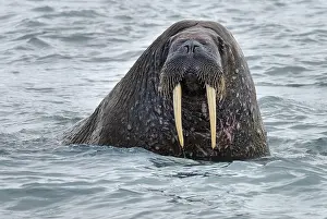 walrus