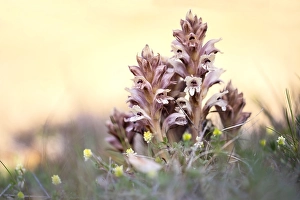 Walstrobremraap, Bedstraw Broomrape, Orobanche caryophyllacea