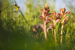 Bilder Datiert 26. Mai 2017: Walstrobremraap, Bedstraw-Brombeereich, Orobanche caryophyllacea