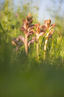 Bilder Datiert 26. Mai 2017: Walstrobremraap, Bedstraw Broomrape, Orobanche caryophyllacea
