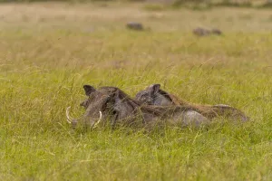 African Savanna Animals Drucke: Warthogs, Phacochoerus africanus